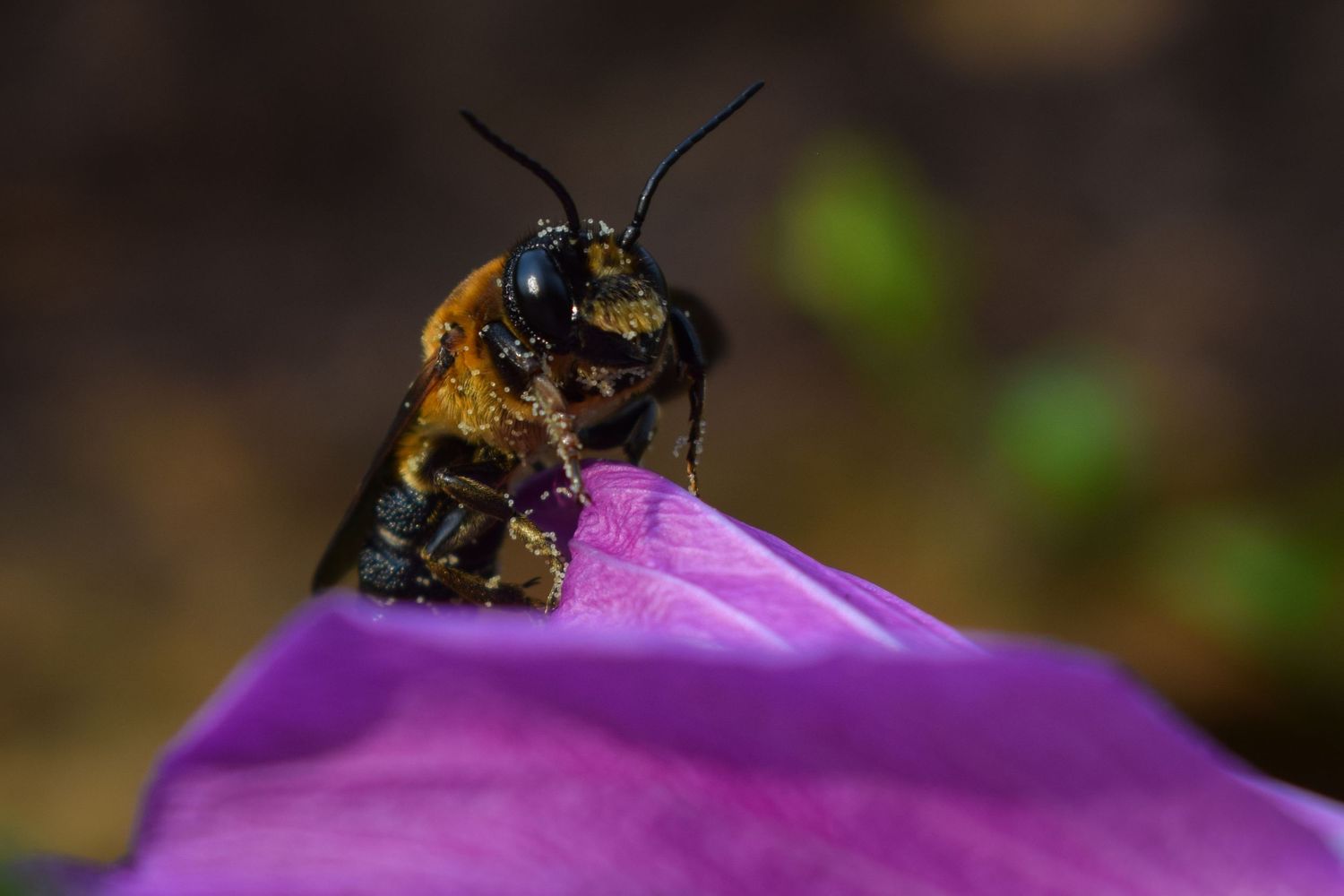 Close-up of a bumblebee perched on a vibrant purple flower petal against a dark bokeh background.