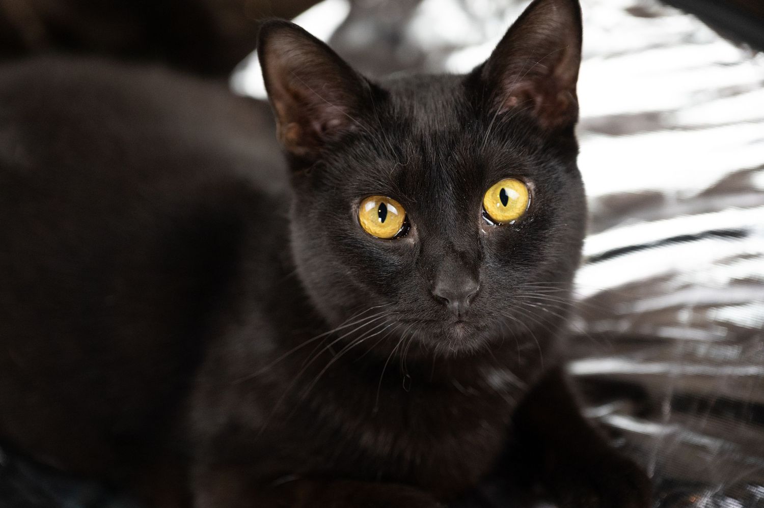 Close-up portrait of a black cat with striking yellow eyes gazing directly at the camera.