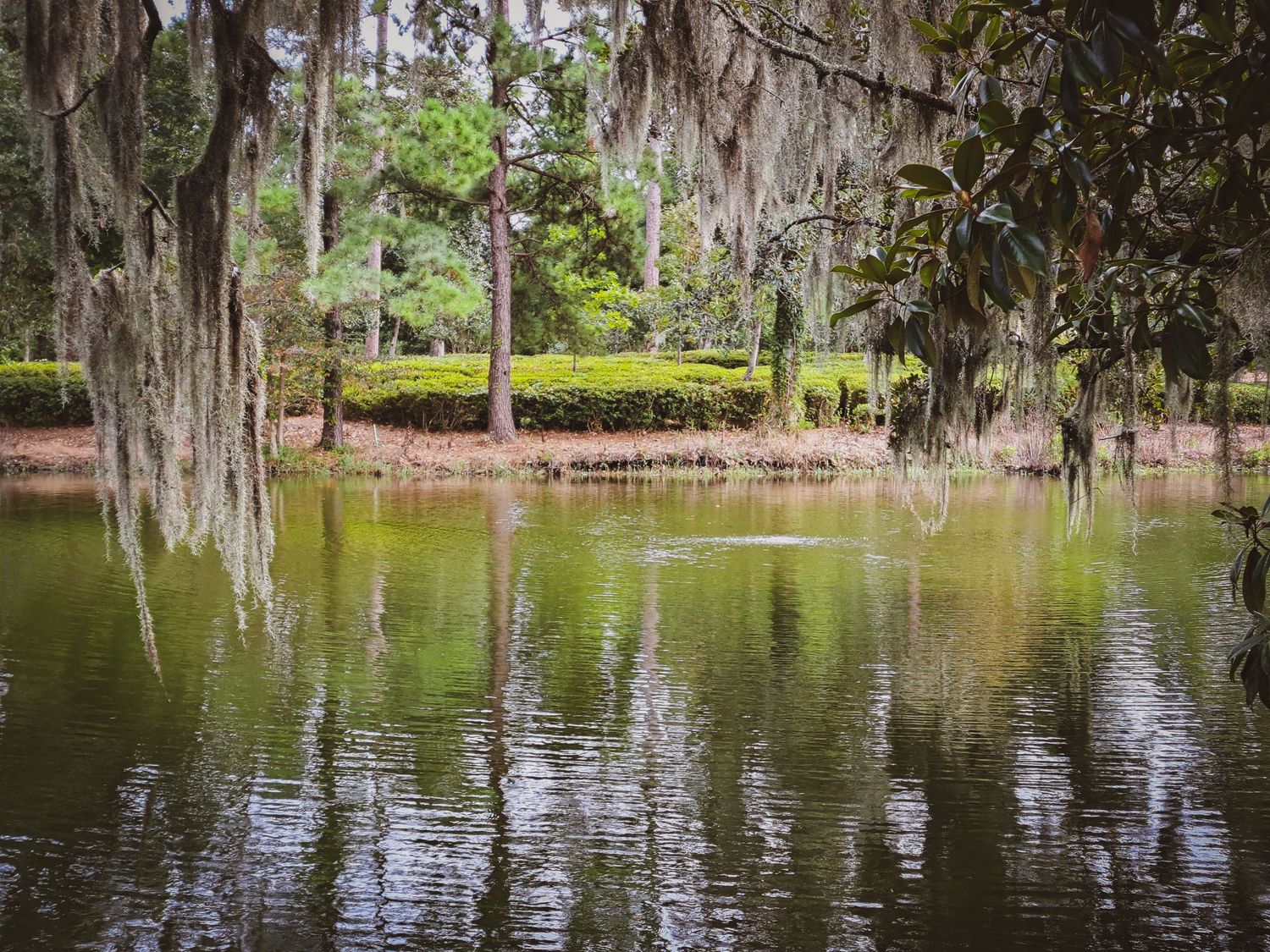 Serene Southern swamp with Spanish moss-draped trees reflecting in still green water, surrounded by lush garden hedges.