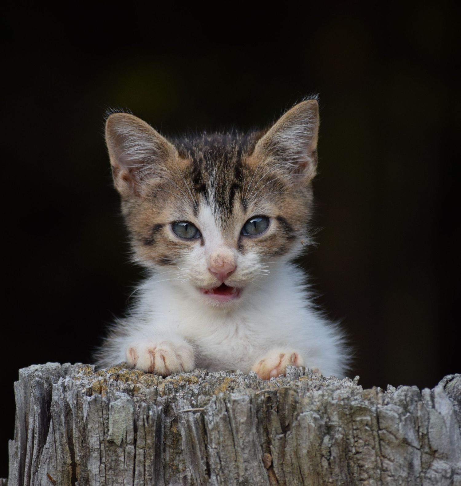 A curious tabby kitten peers over a weathered wooden stump with blue eyes and open mouth.