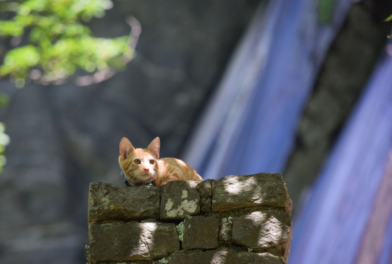 An orange tabby kitten perched on a mossy stone wall, peering over the edge with curious eyes.
