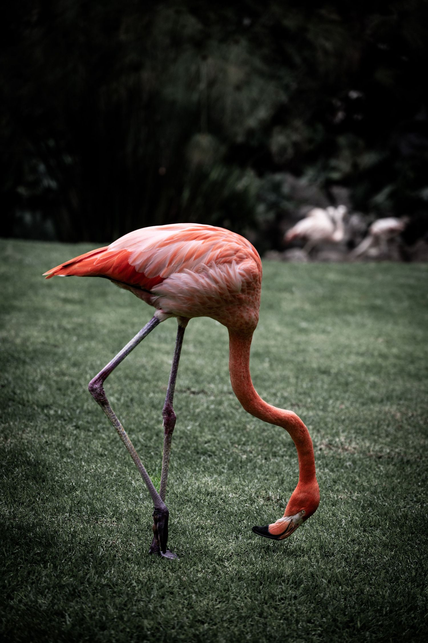Nature and animal picture