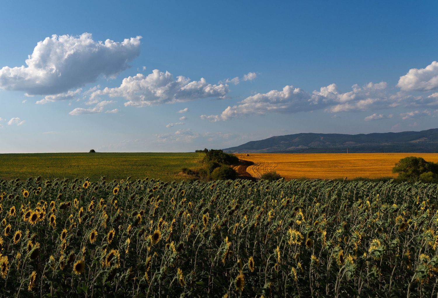 Sunflower field