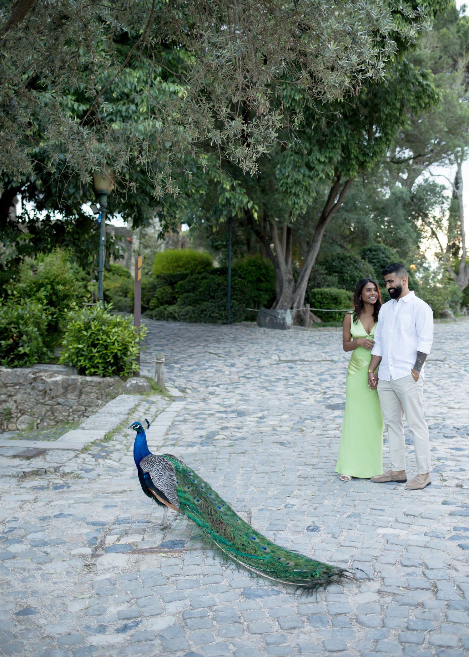 A couple in elegant attire admires a peacock on a cobblestone path surrounded by lush green trees.