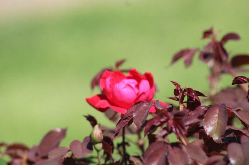 A vibrant pink rose blooming among dark red foliage against a soft green background.