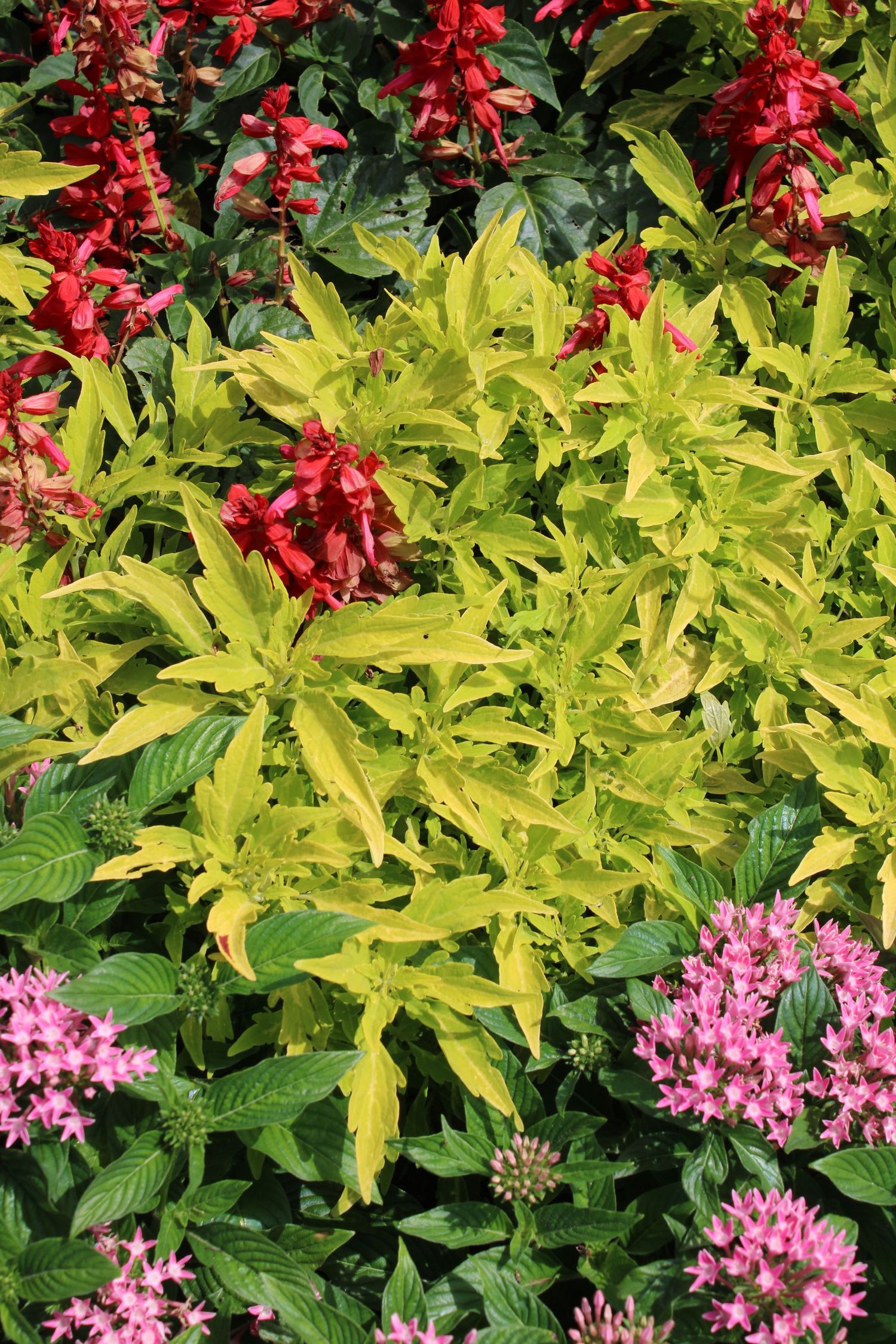 Vibrant garden featuring red salvia flowers, bright yellow-green foliage, and pink pentas blooms in a lush floral display.