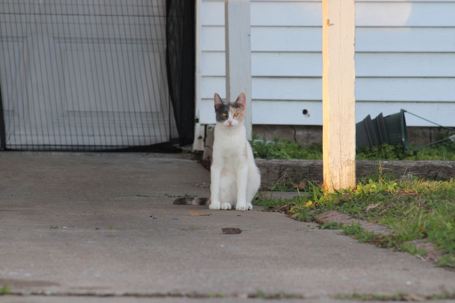 White and gray cat sitting on driveway near garage door and utility pole in residential area.