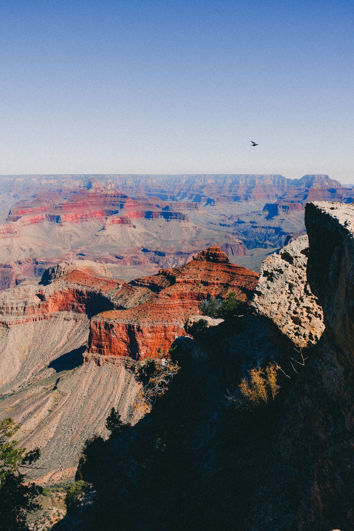 Aerial view of Grand Canyon layered red rock formations with bird soaring overhead.