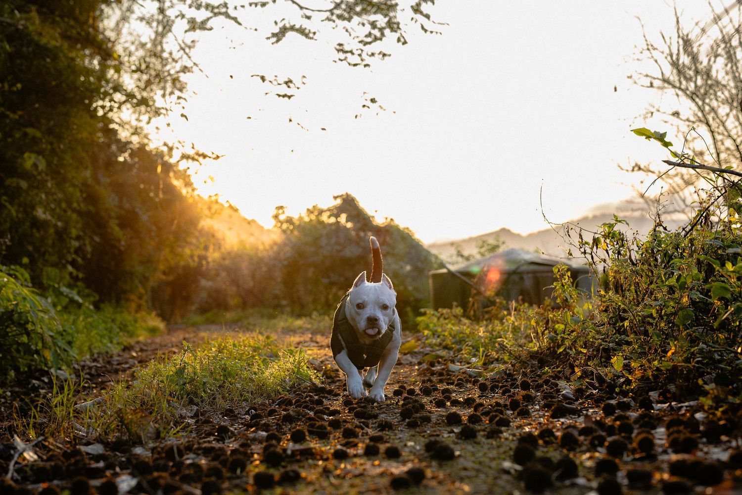 Energetic white and brown pit bull dog running toward camera on a dirt path at golden sunset hour.