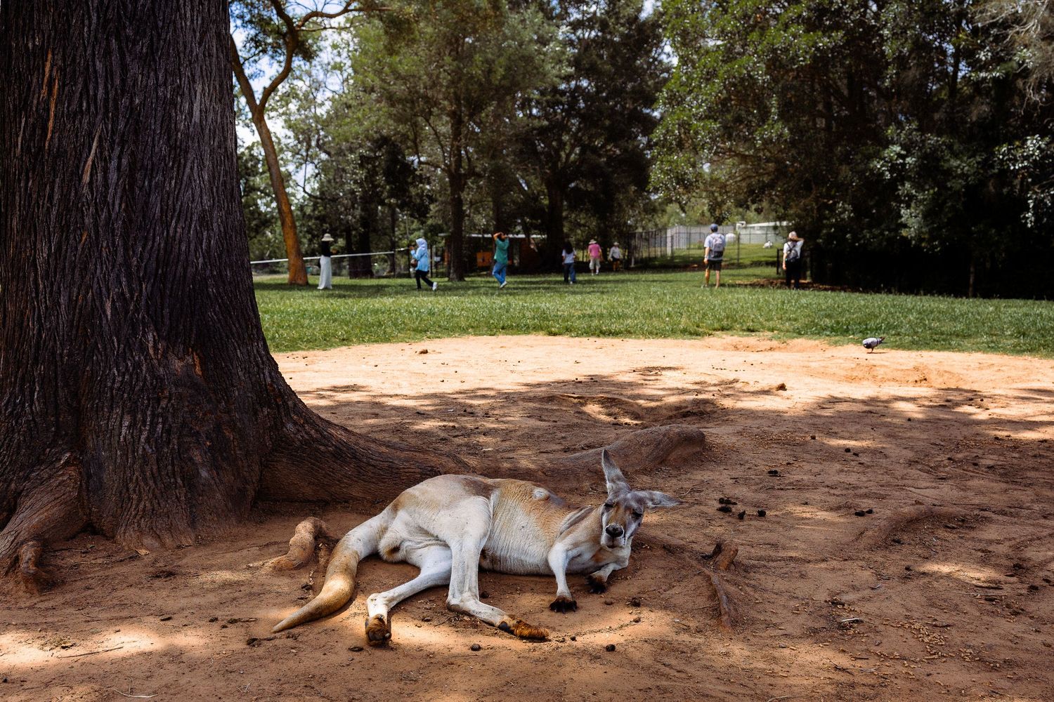 Relaxed kangaroo lying on sandy ground beside a large tree trunk in an Australian park.