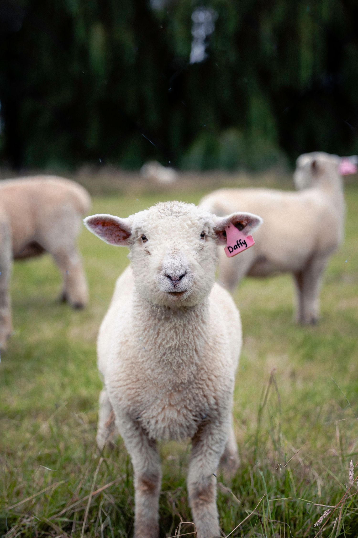 A white lamb with a pink ear tag named Duffy stands in a green field with sheep in background.
