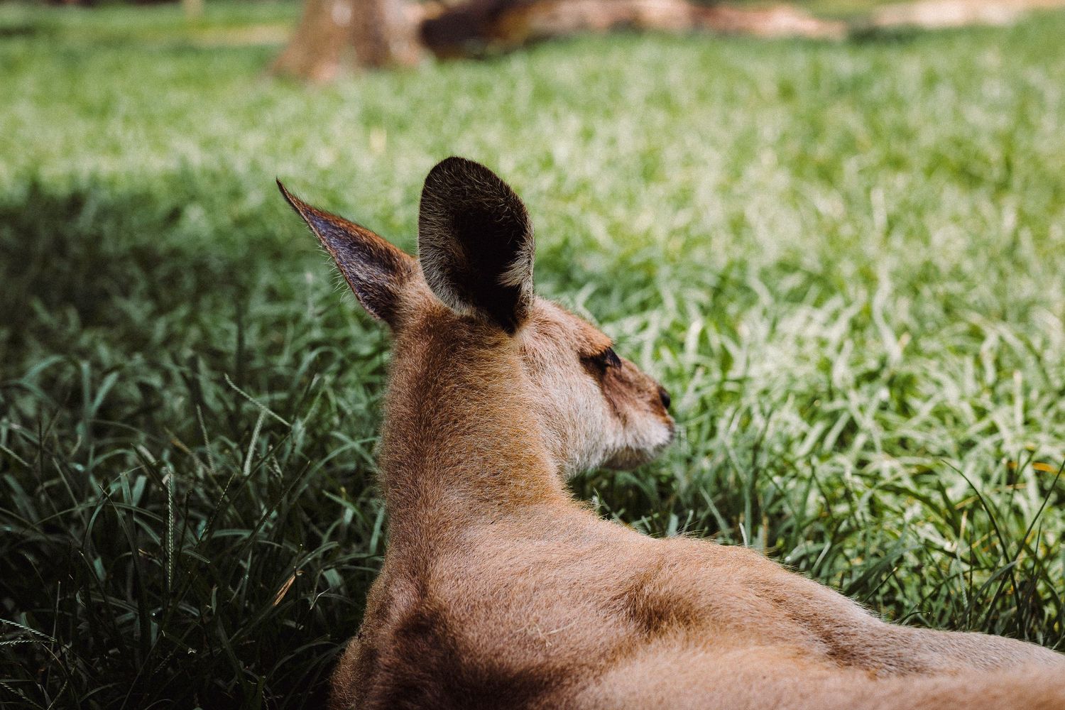 A kangaroo resting on lush green grass, viewed from behind, showcasing its large ears and brown fur.