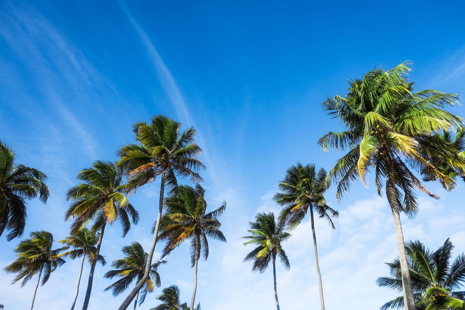 Tall tropical palm trees swaying against a bright blue sky on a sunny day.