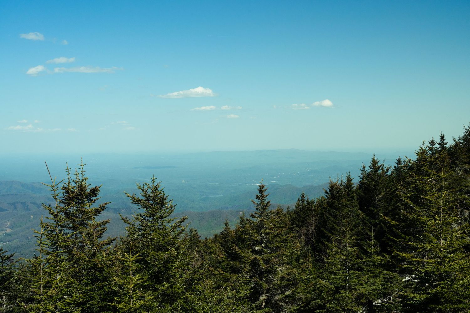 Panoramic view of lush green pine forest with rolling mountain valleys and clear blue sky in the background.