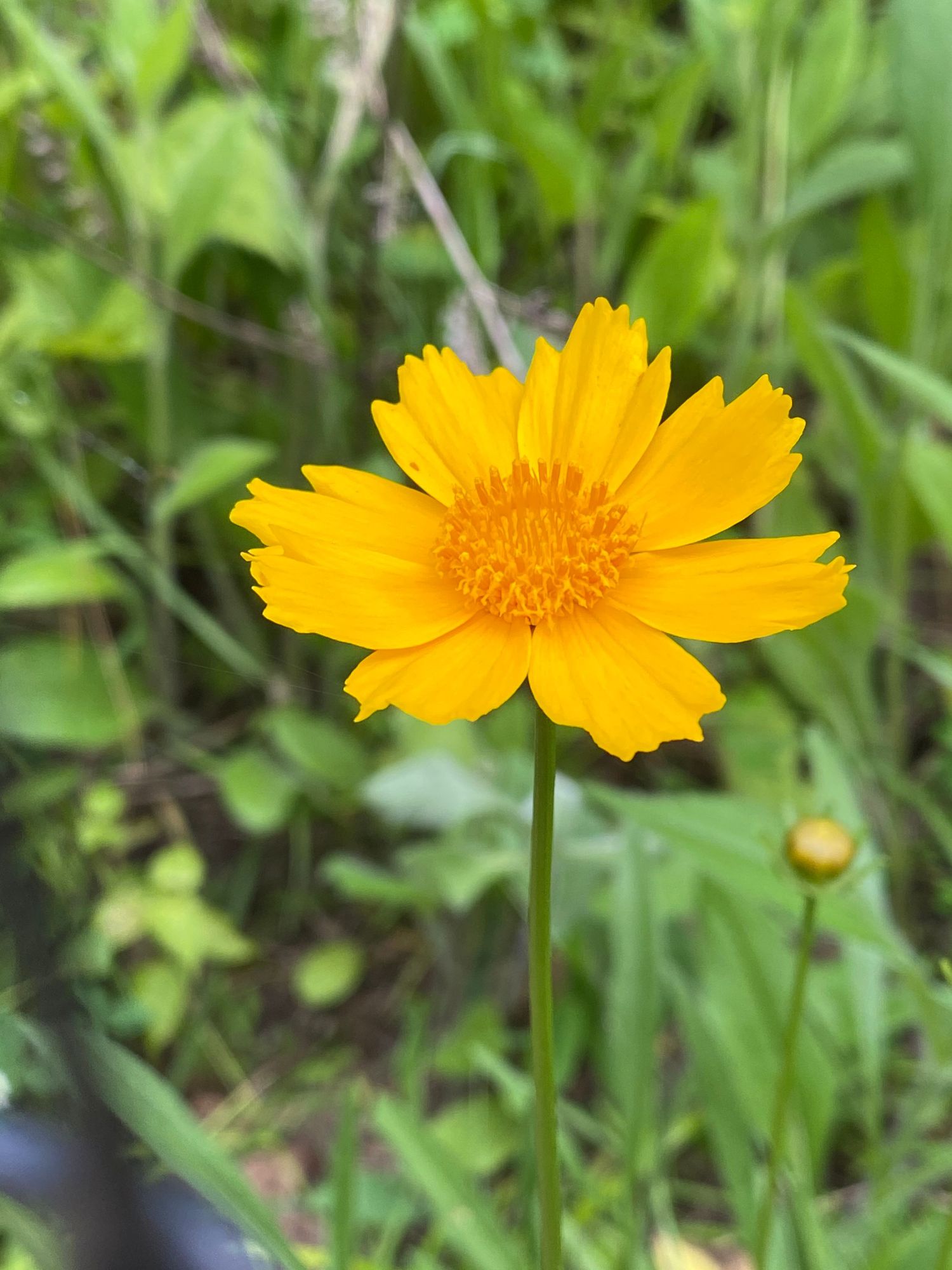 Yellow coreopsis flower with delicate petals set against lush green garden backdrop.