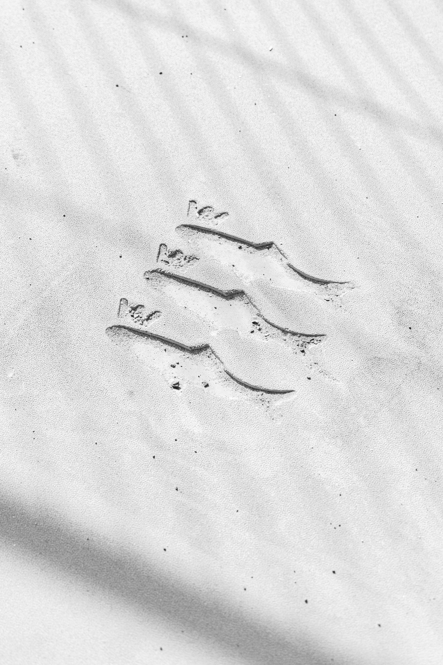 Bird tracks imprinted in fresh snow create delicate patterns against a white winter landscape.