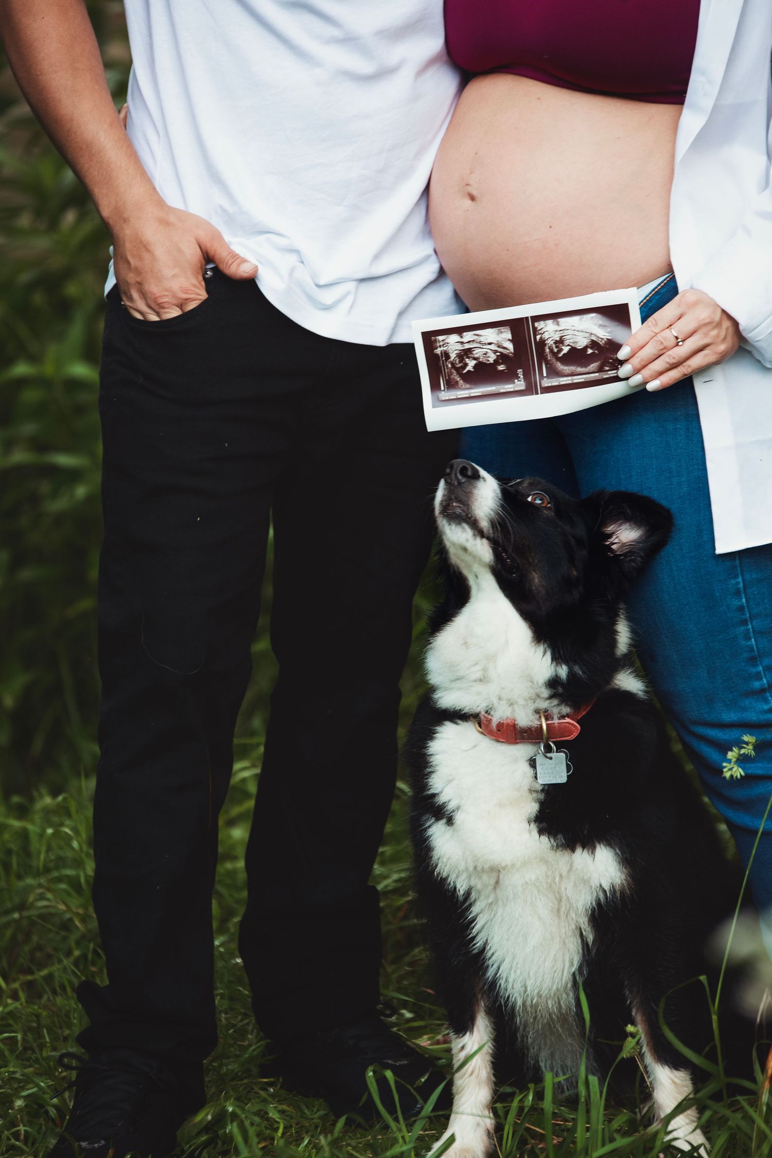 A black and white border collie dog looks up at an expectant couple holding an ultrasound photo outdoors.