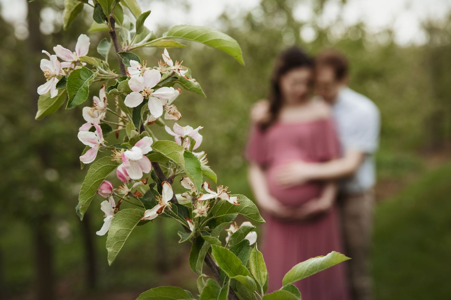 Apple blossoms in focus with blurred maternity couple in background.