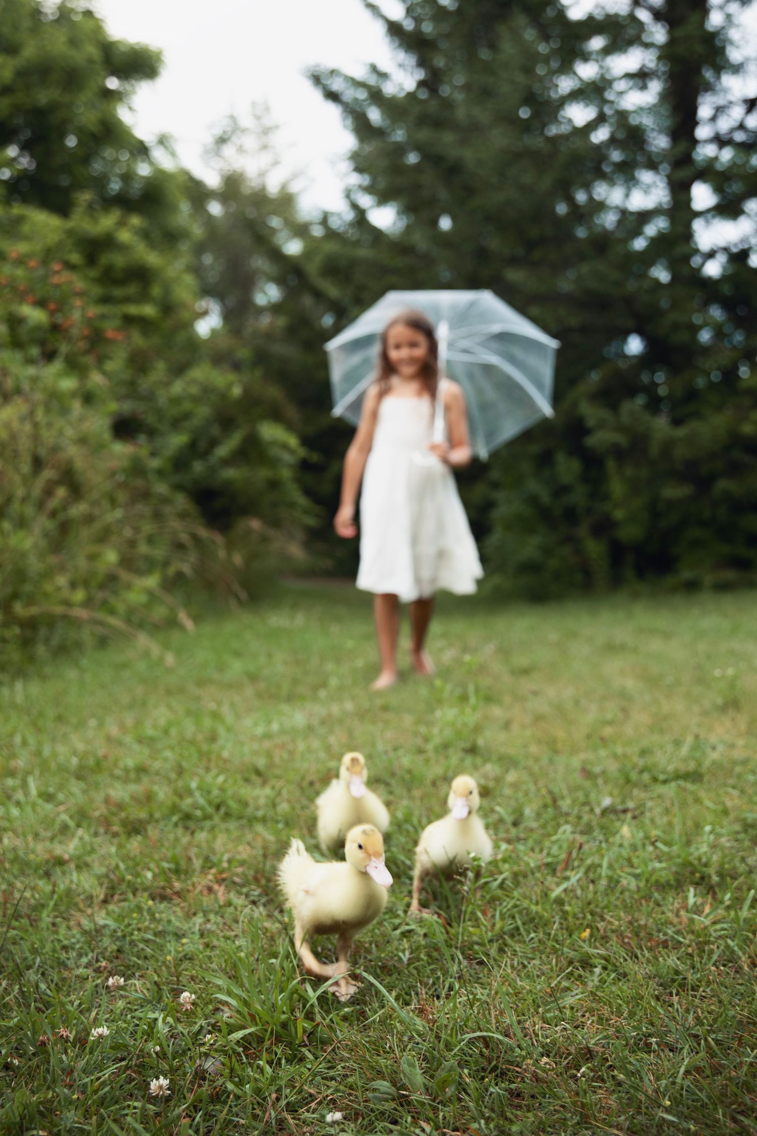 Small yellow ducklings walk on grass while someone holds a blue umbrella in a garden setting.