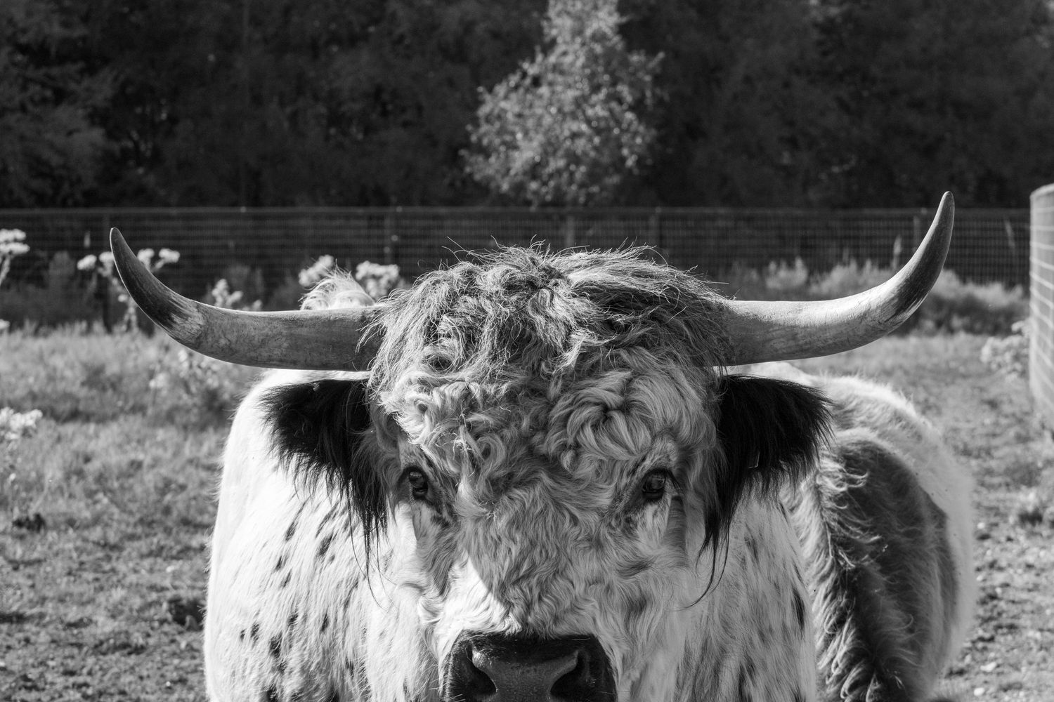 Close-up view of highland cattle with their distinctive horns and long shaggy coats.