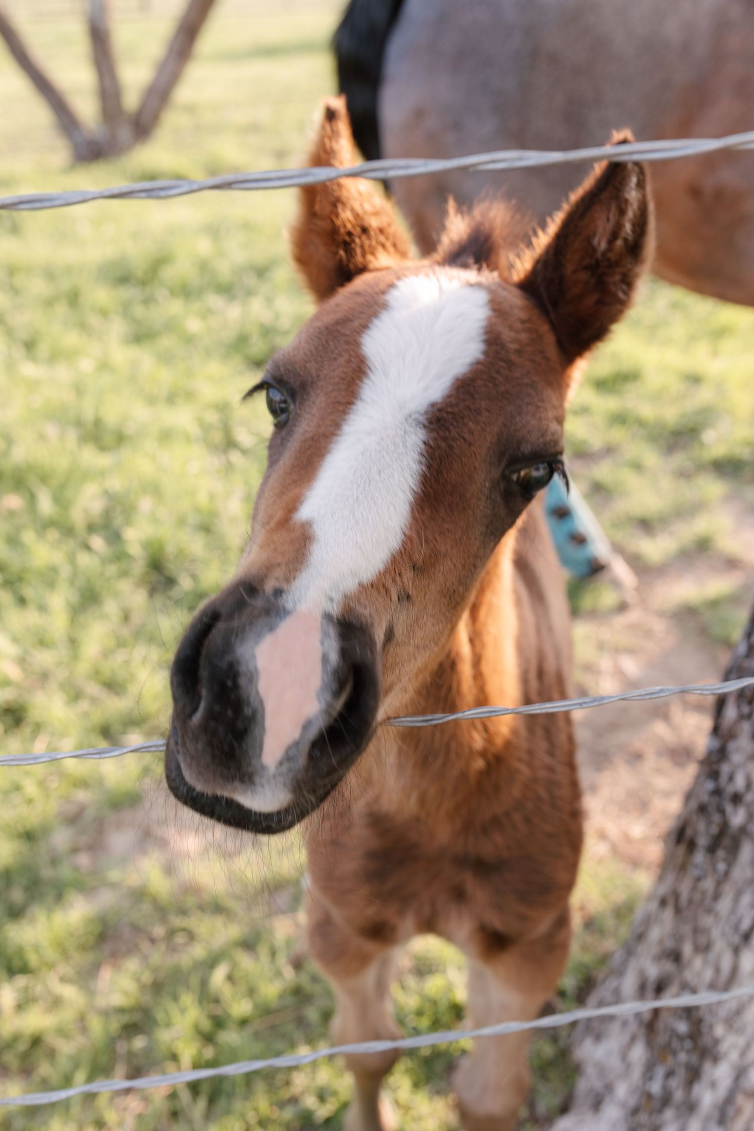 Adorable brown foal with white blaze peers through wire fence on sunny green pasture.