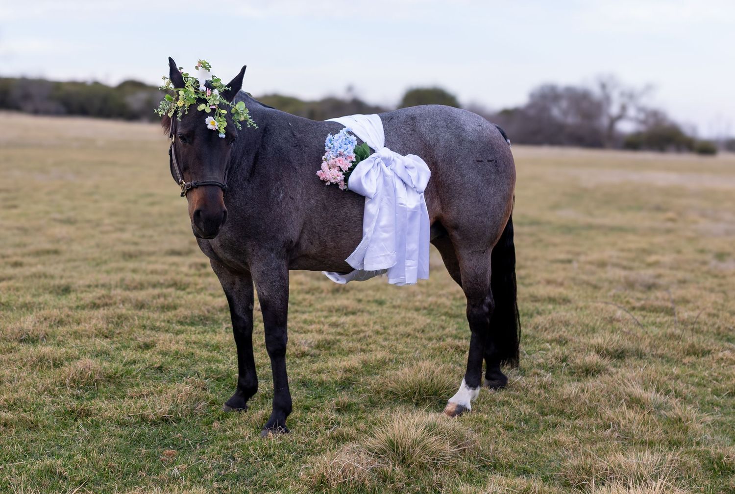 A person wearing white walks alongside a large brown horse in a grassy field on an overcast day.
