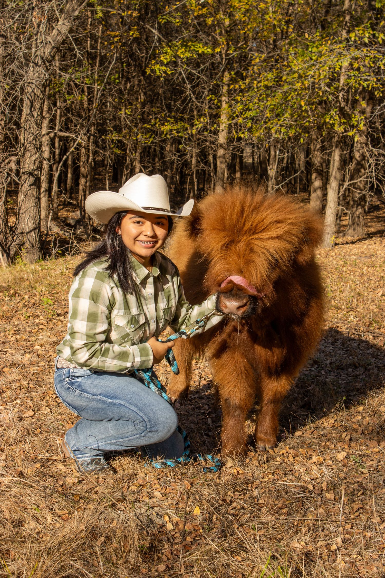 A brown Tibetan Mastiff dog with thick fur sits on fallen autumn leaves in a wooded area.