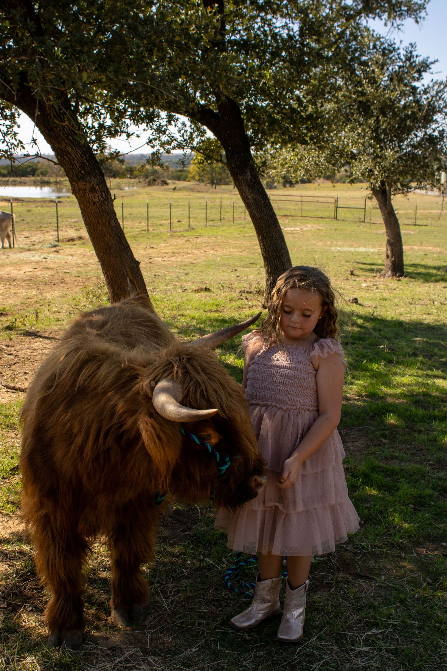 A long-haired brown Highland cow interacts with someone in a pink dress in a sunny pasture setting.
