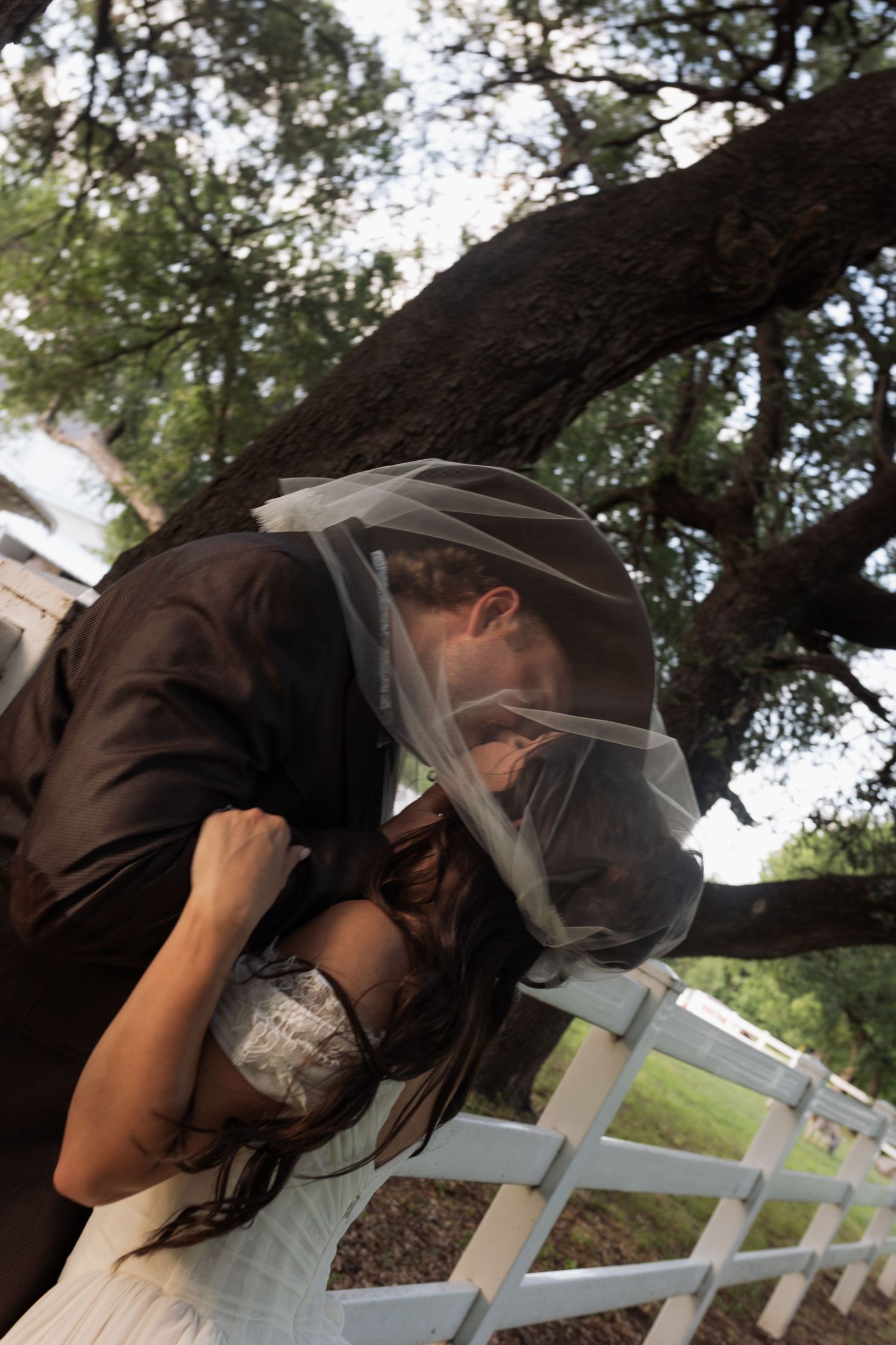 Groom dips bride near a white fence under a large tree, both draped under a sheer wedding veil.