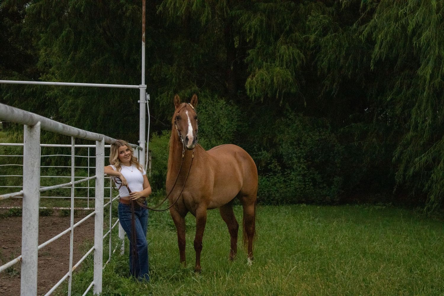 Horses grazing in a green field near white fencing.