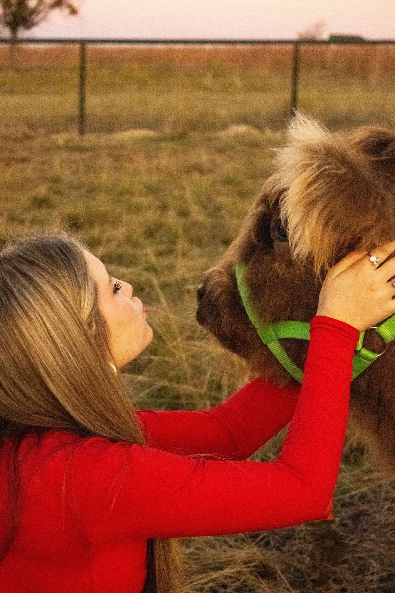 A sequence showing someone in a red sweater reaching out to pet a brown horse in a grassy field.
