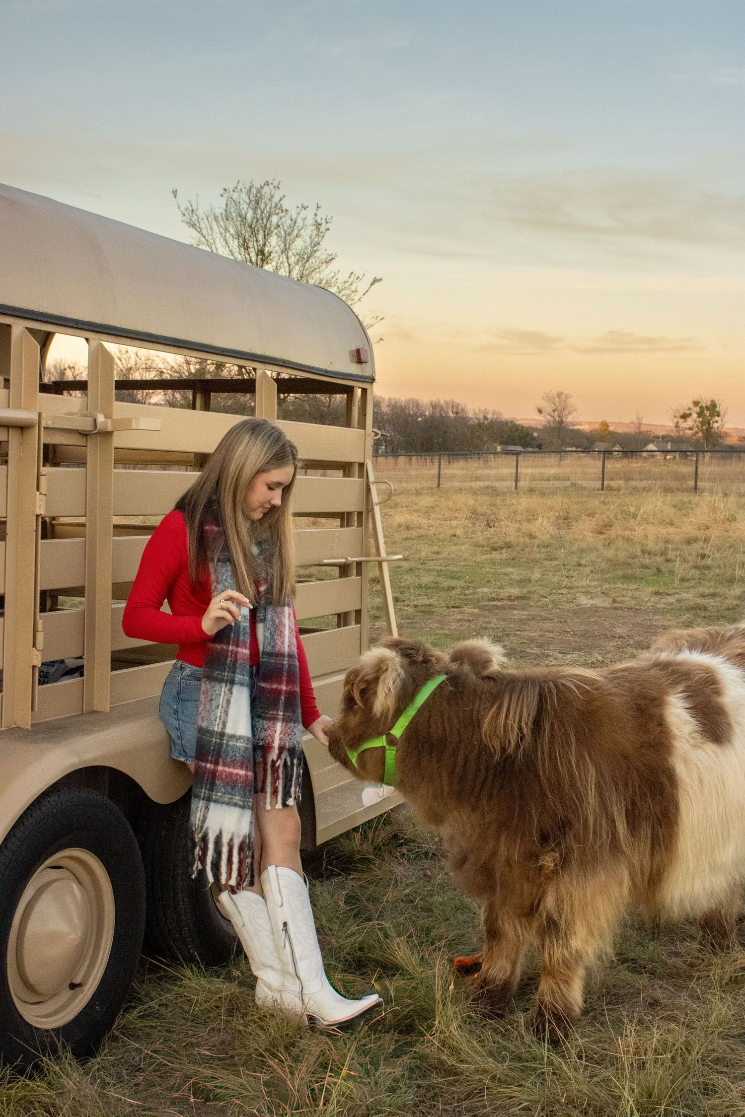 A person in a red sweater and white boots stands next to a horse trailer at sunset with a miniature horse in the field.