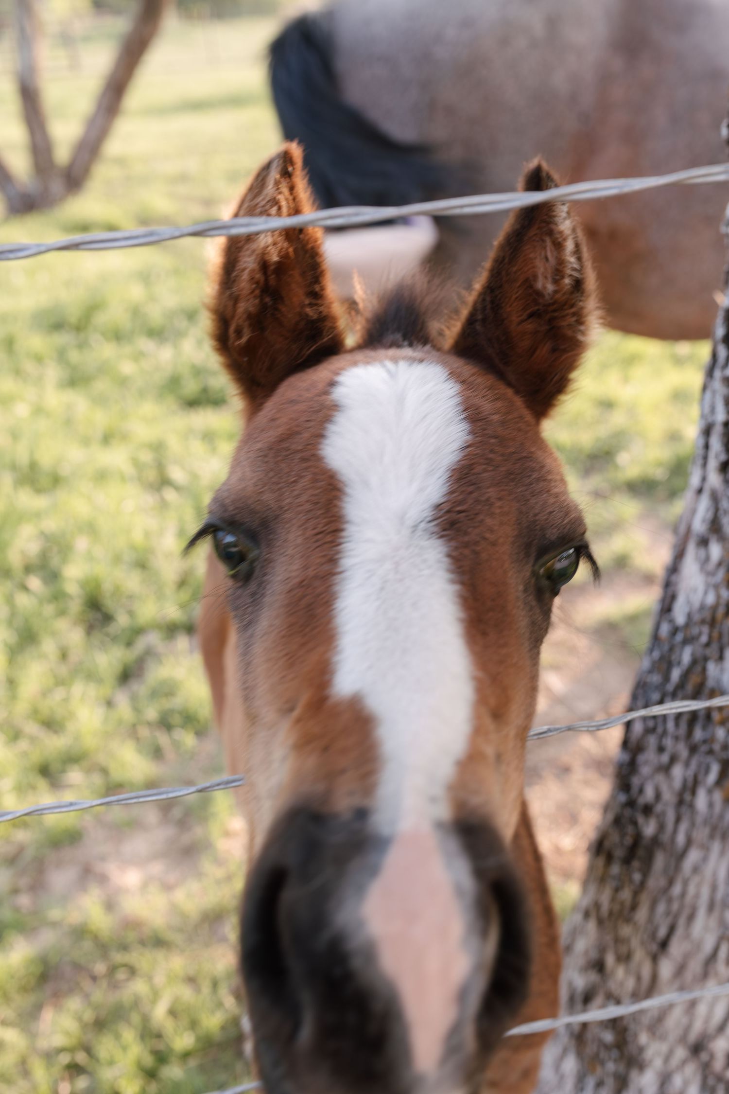 Young brown foal with white blaze peering through wire fence in green pasture.