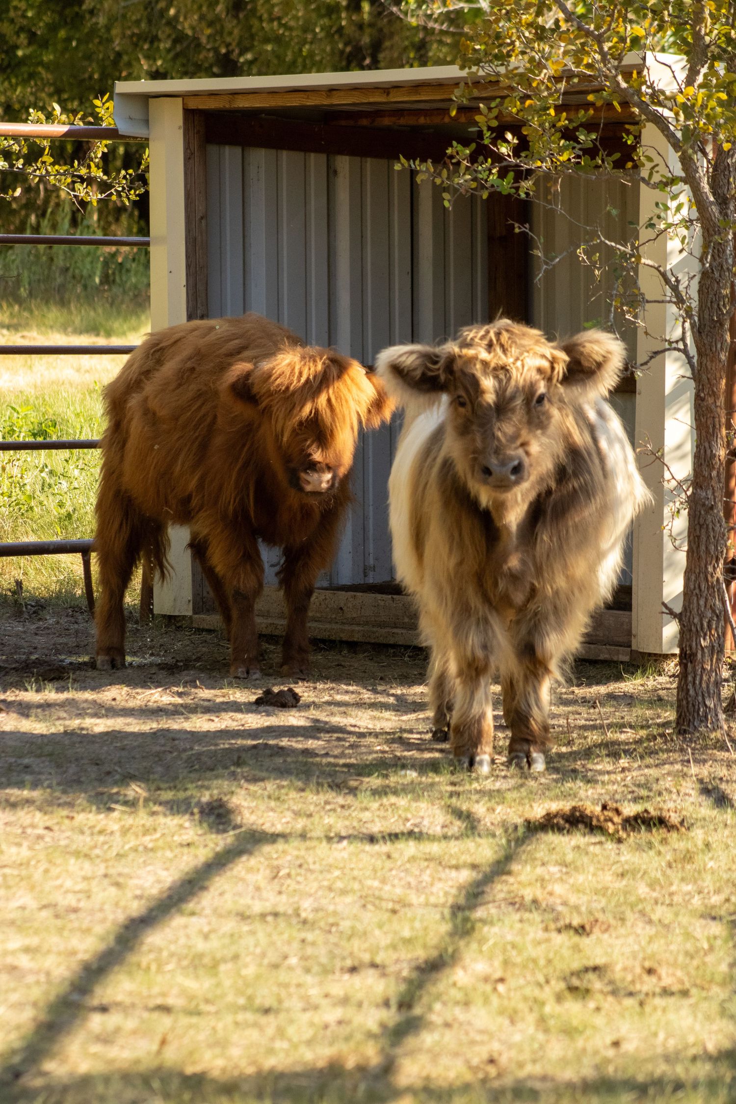 Group of shaggy highland cows resting in the shade under pine trees.