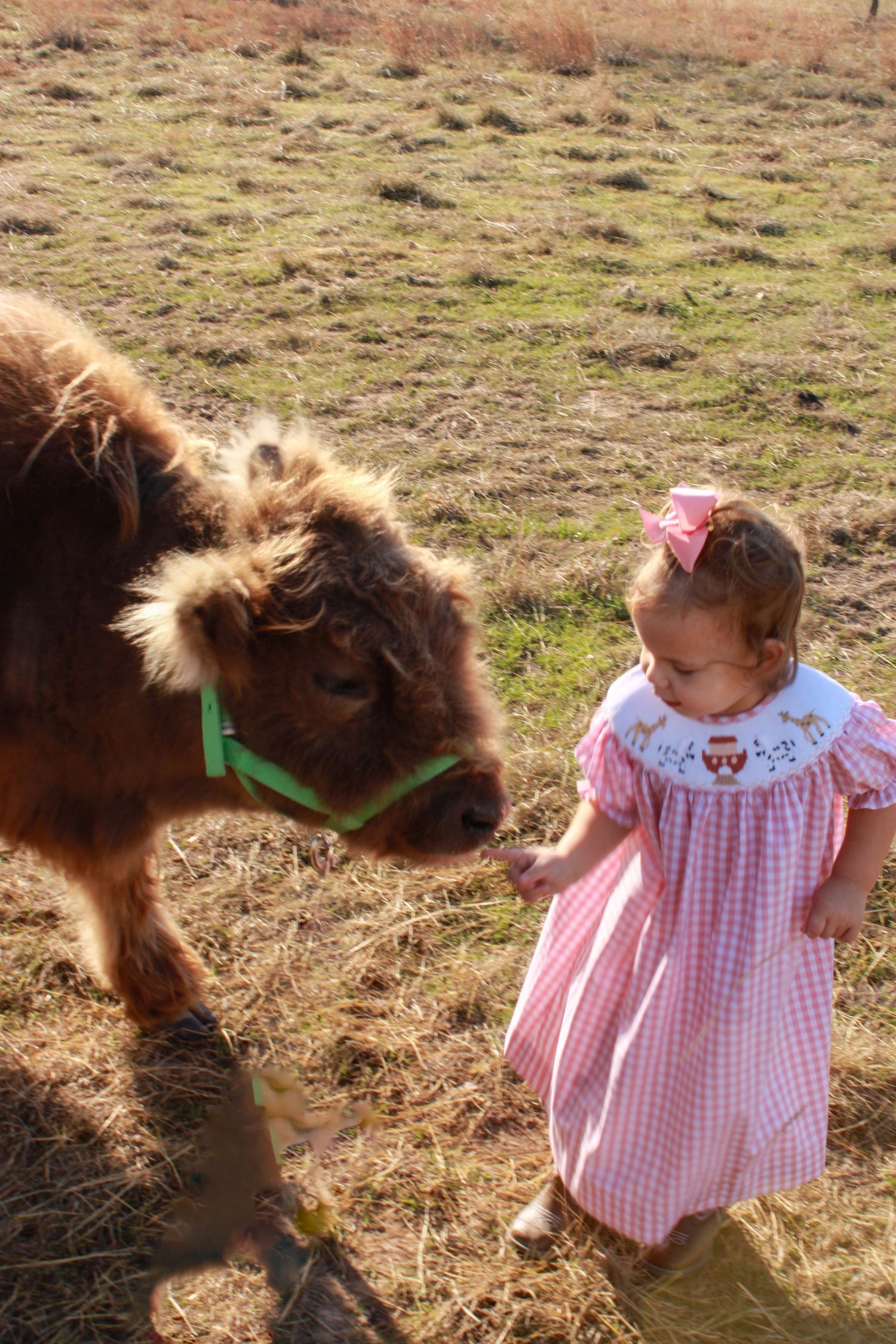 A young child in a pink gingham dress interacts with a brown miniature pony in a grassy field on a sunny day.