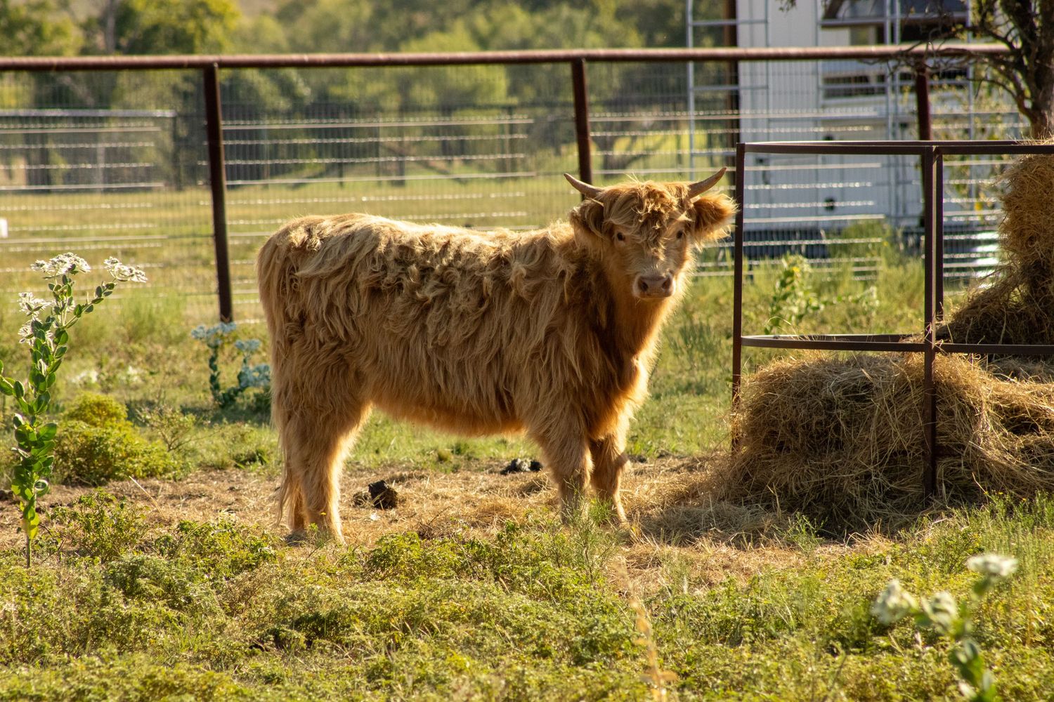 A fluffy brown Highland calf stands in a sunny pasture next to a fence and hay bale.