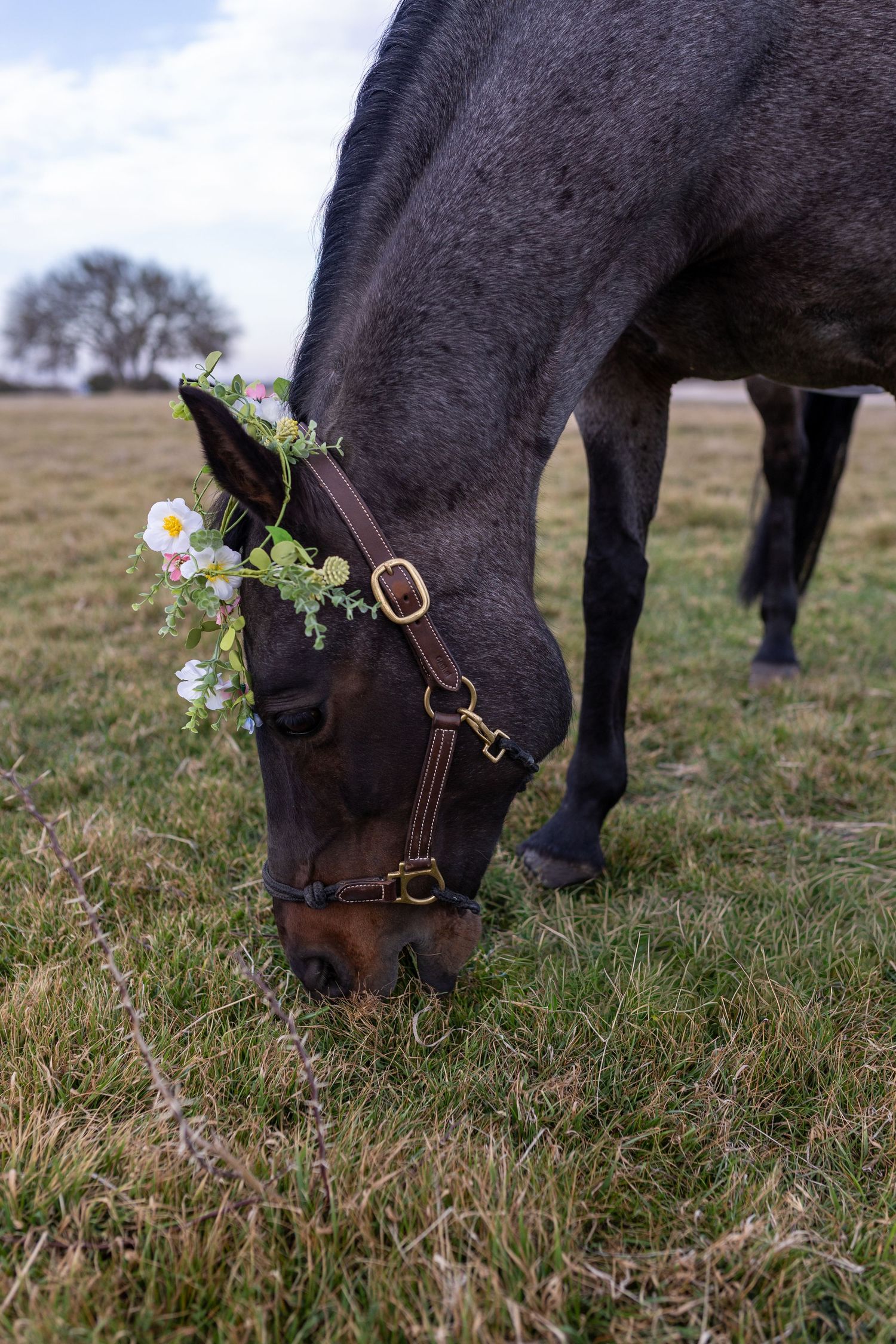 Close-up view of a dark horse grazing in a grassy field with small wildflowers visible in the background.