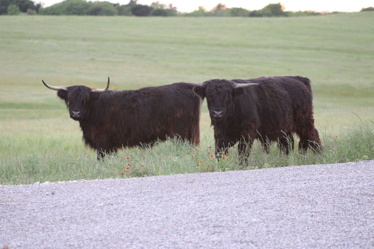 A herd of longhorn cattle grazing in a grassy field.