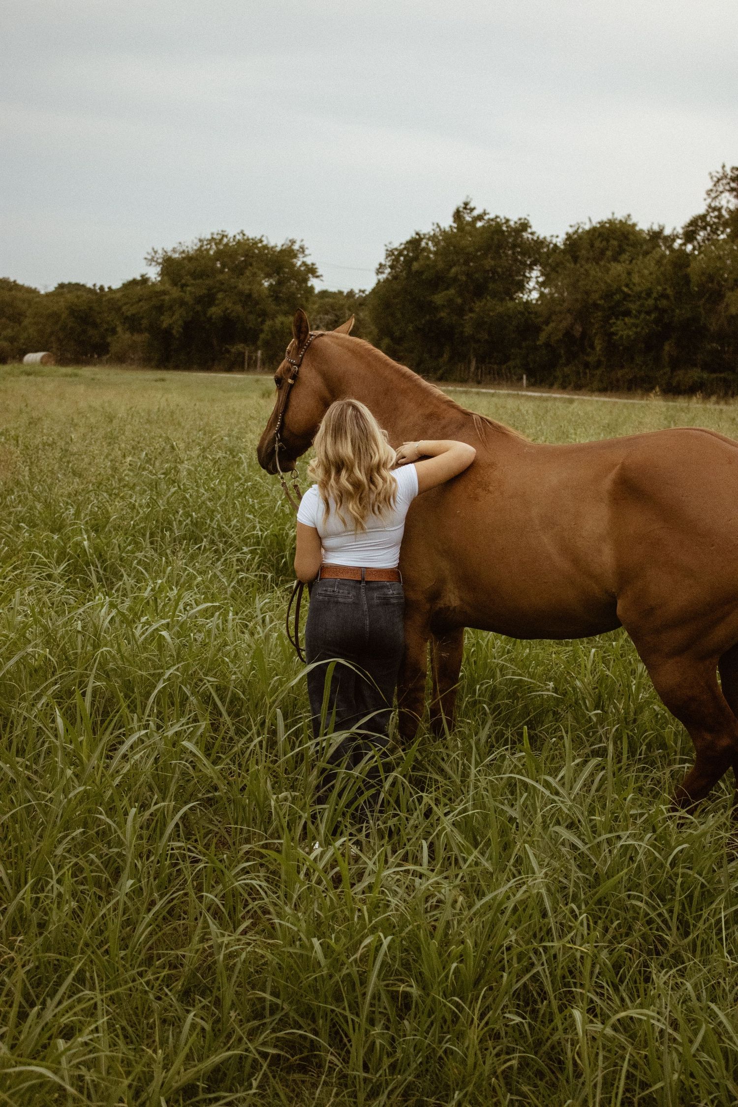 Brown horse grazing in tall grass field during golden hour.