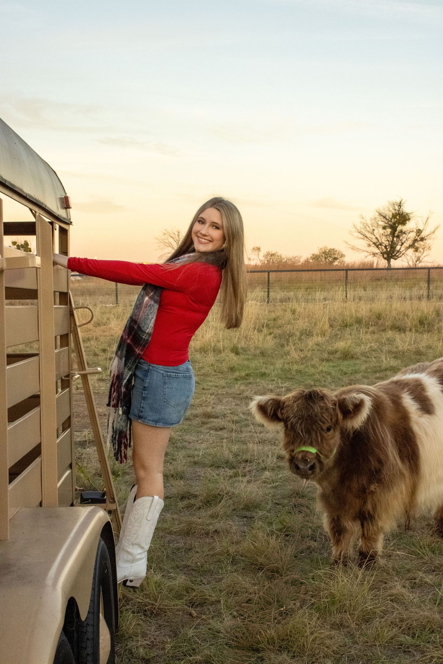 A person in a red sweater and denim shorts interacts with a large brown Highland cow through a wooden fence at sunset.