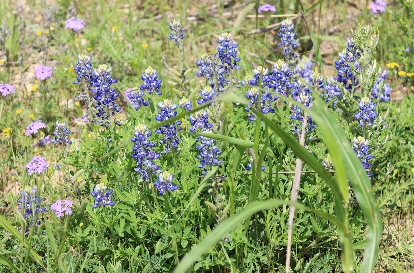 Purple and blue wildflowers bloom in a lush green meadow.
