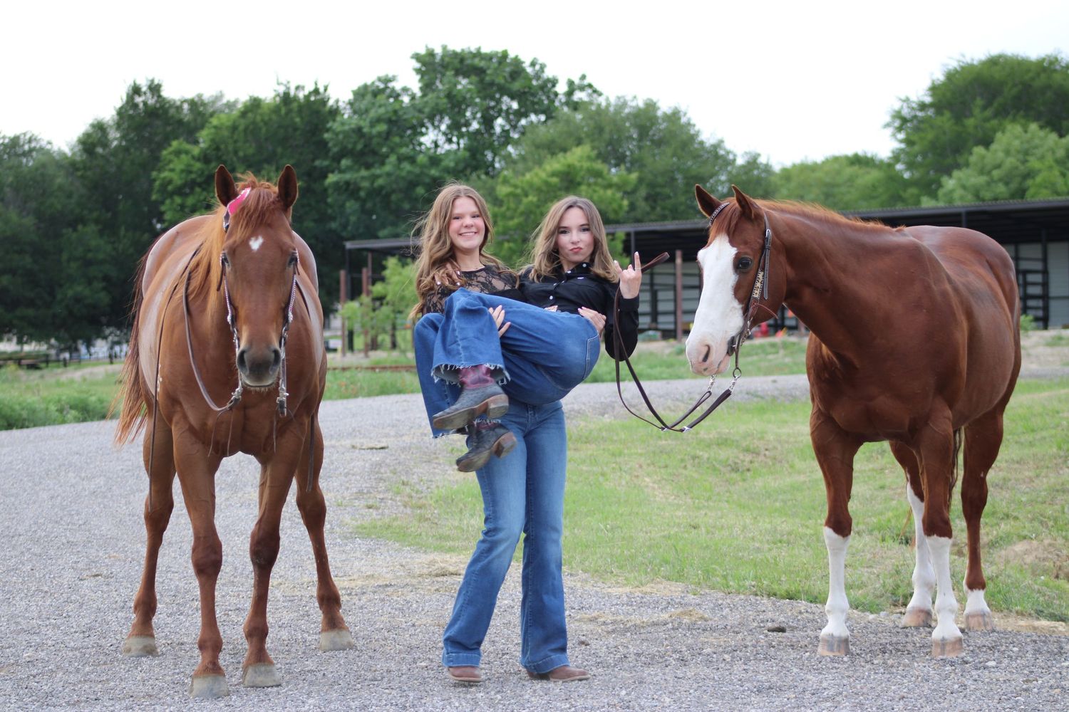 Multiple brown horses standing on gravel path with handlers.
