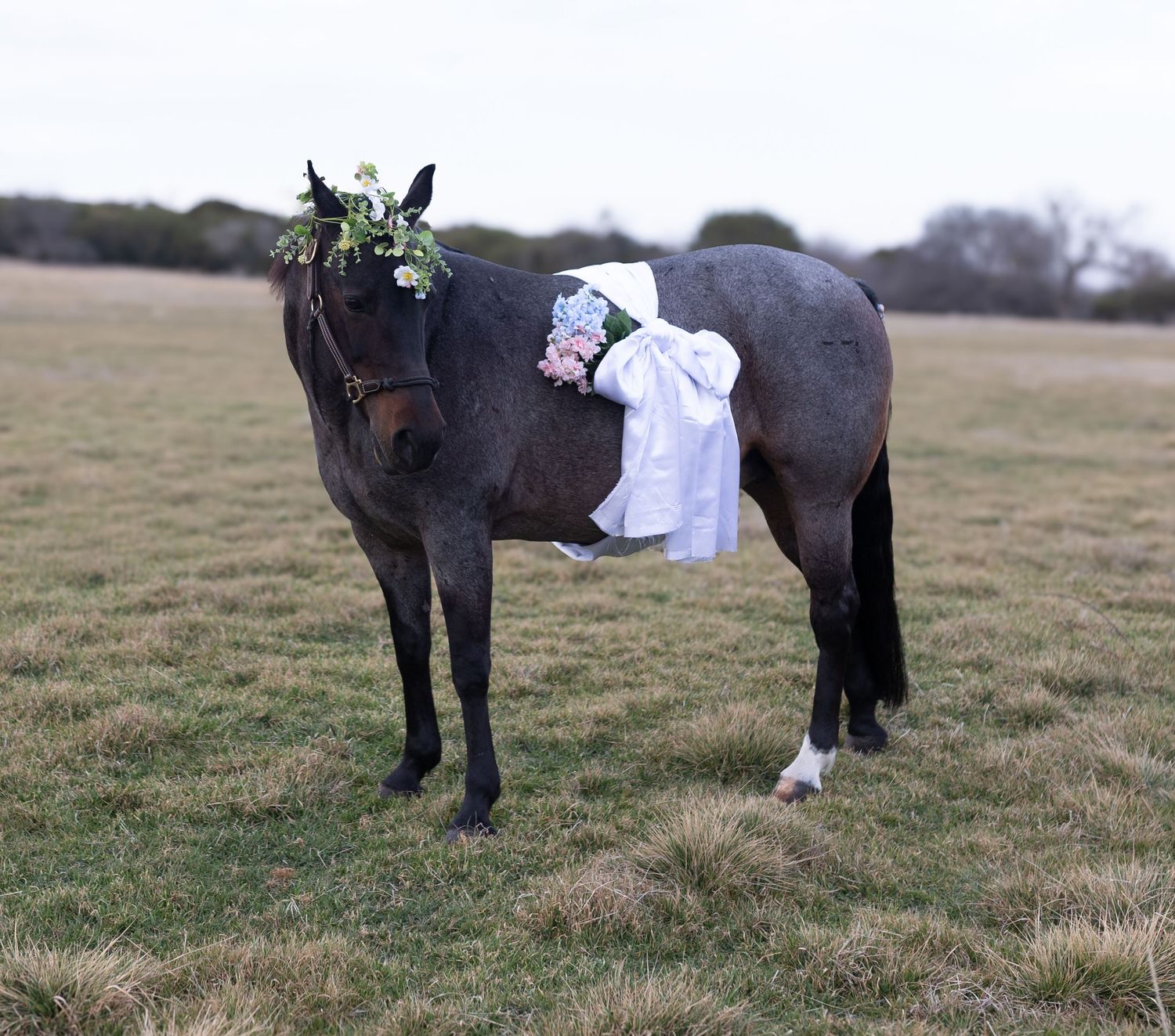 A black horse stands in a field wearing a white blanket and floral crown decoration.