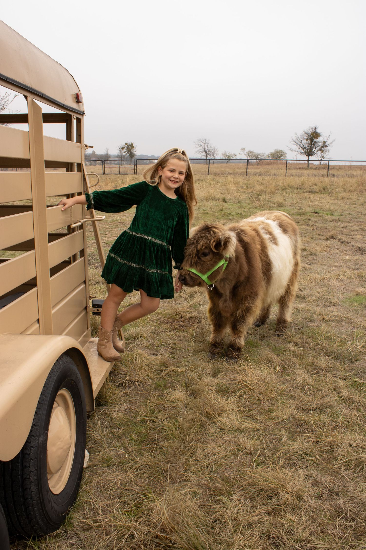 A spotted brown and white miniature horse grazes near a tan wooden trailer in a grassy field.