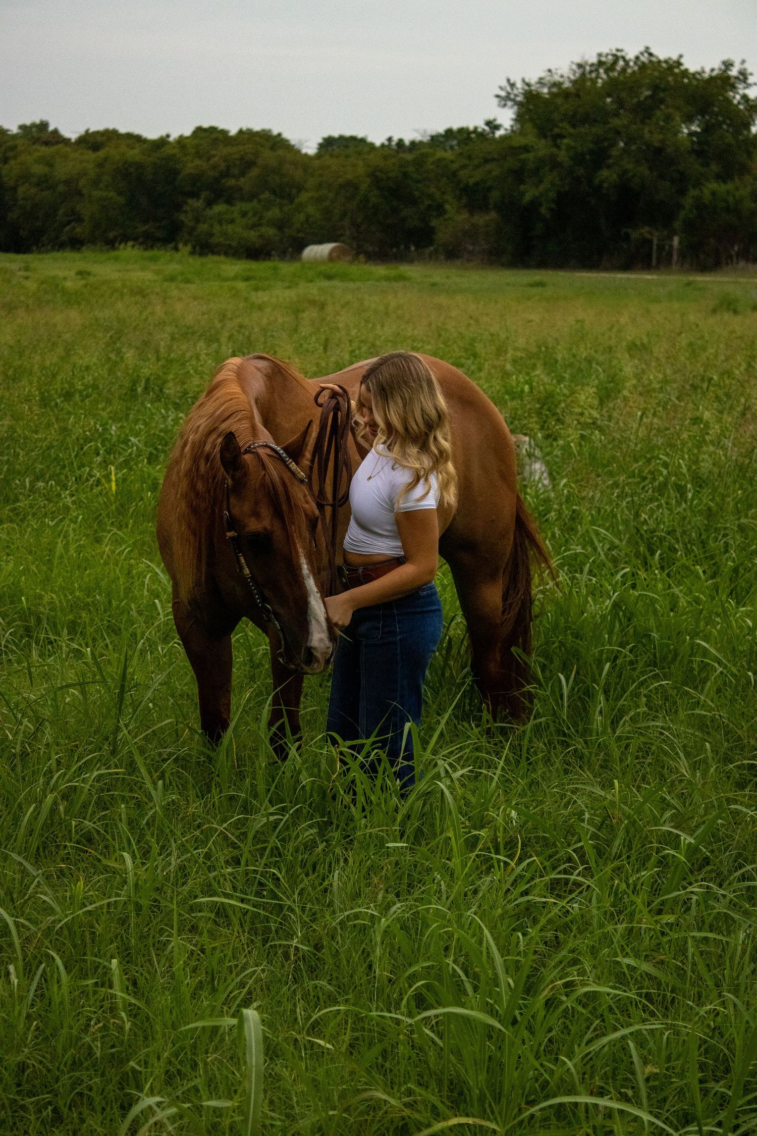 Two brown horses stand together in a tall grass field on a sunny day.