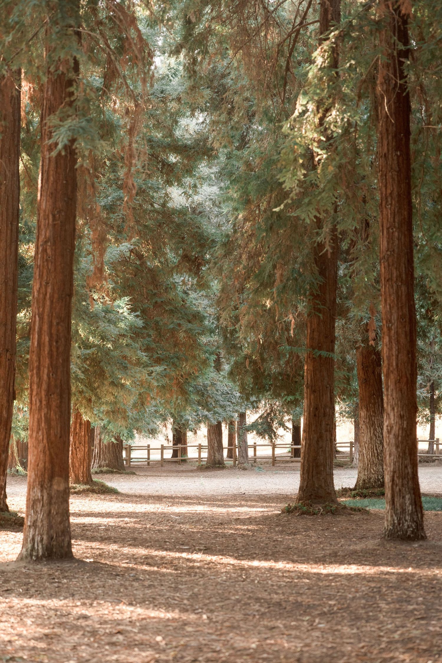 Serene path through towering redwood trees with dappled sunlight filtering through green canopy.