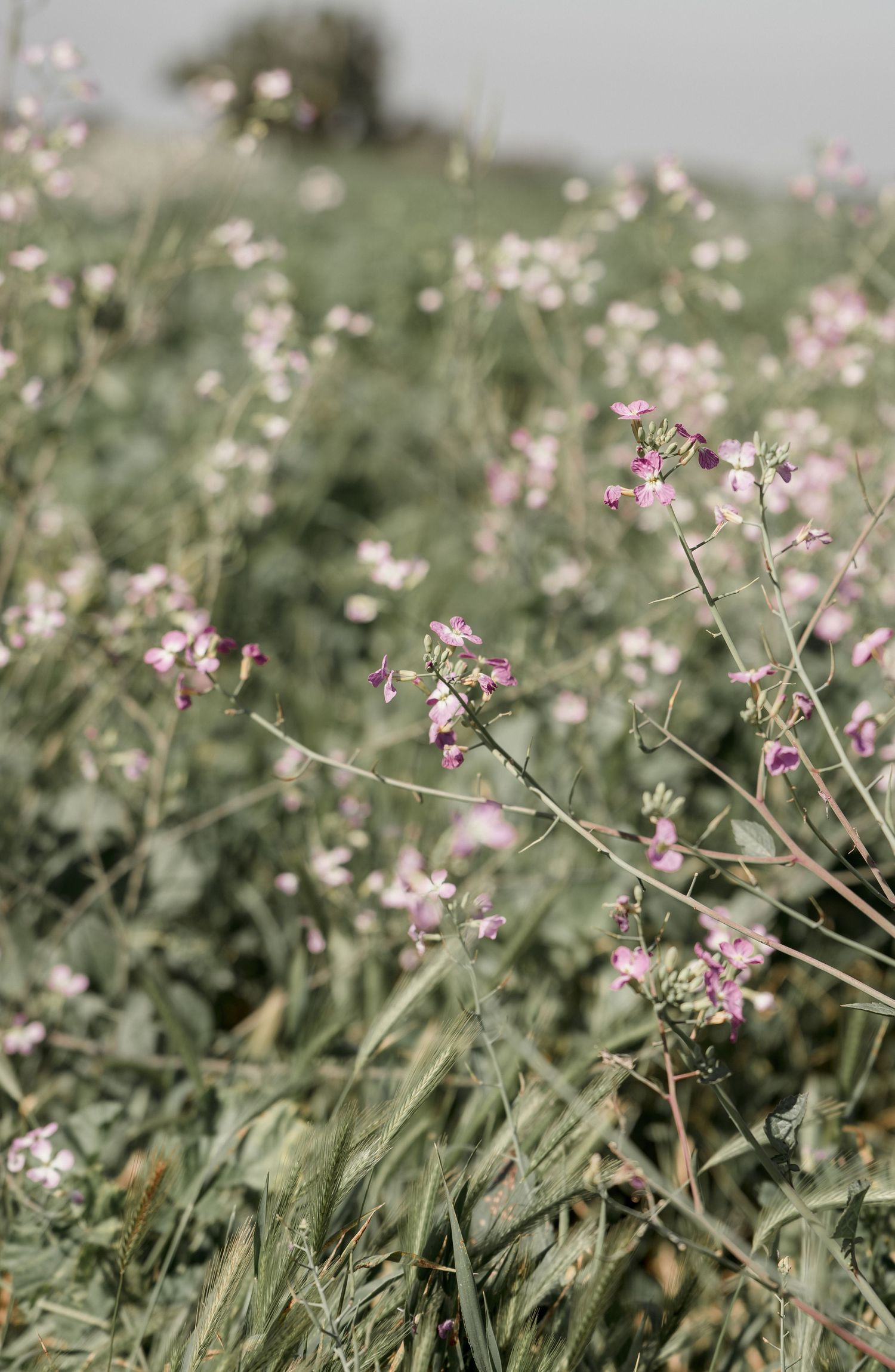 Pink wildflowers growing in a green field with blurred background and muted natural tones.