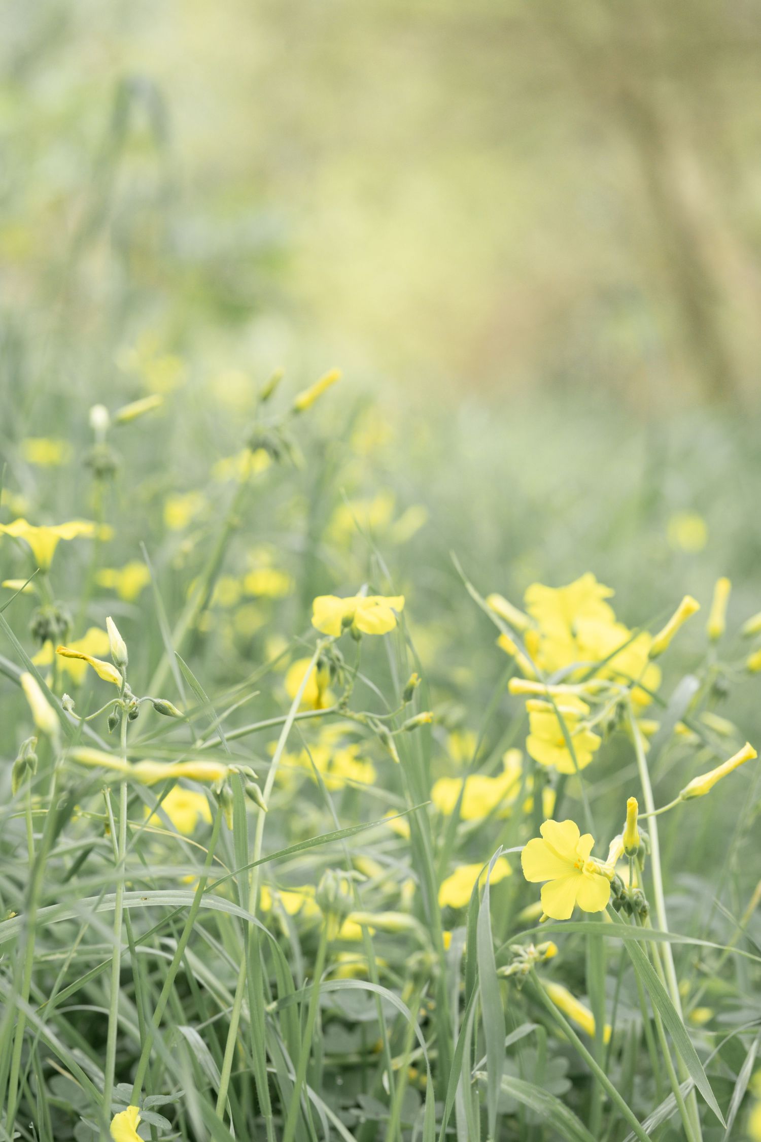 Delicate yellow wildflowers bloom among green stems in a soft, dreamy sunlit meadow setting.
