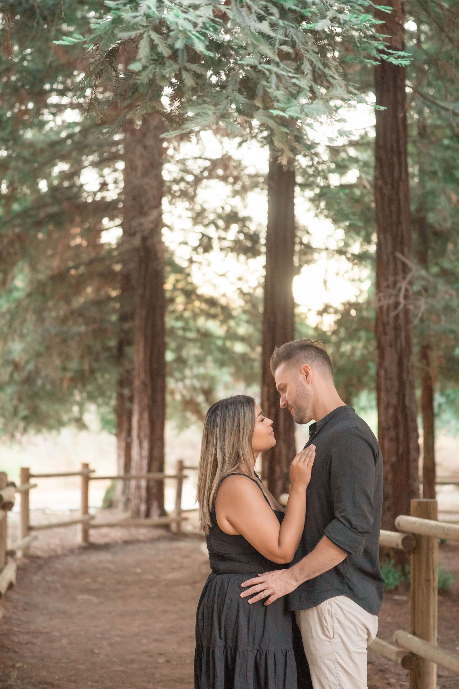 A romantic couple shares a tender moment surrounded by tall pine trees in golden sunlight.