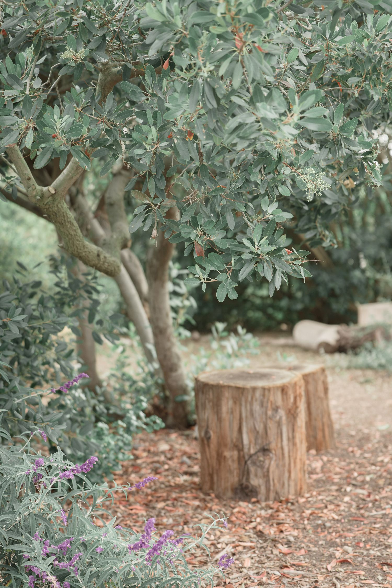 A rustic tree stump beside a leafy green tree in a serene garden path with purple wildflowers.